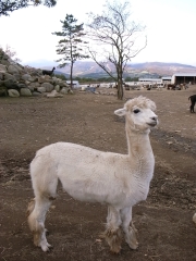 alpaca1