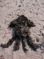 seaweed_3